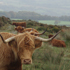 Highland Cattle