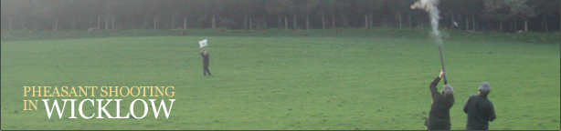 Pheasant Shooting in Wicklow, Ireland